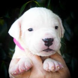 Pink collar (Ersa) - White female Dogo Argentino puppy in San Diego, California from Debonair Dogos