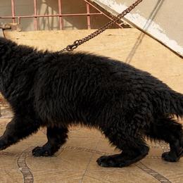 German Shepherd Puppies from Von Gonzalez Kennel