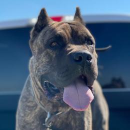 Tank - Cane Corso