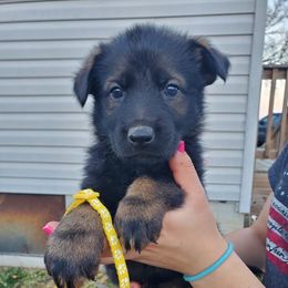 Yellow collar - Sable female German Shepherd puppy in Ramsey, Illinois from Haus-Farr German Shepherds