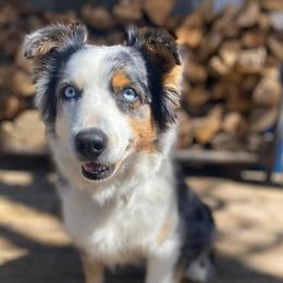 Miniature American Shepherds and Toy Australian Shepherds from Reed Ranch