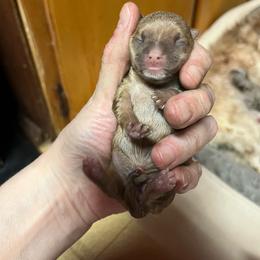 Girl 2 - Chocolate female Chihuahua puppy in Matensdale, Iowa from Tammy's Chihuahuas