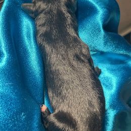 Girl 1 - Black and white female Havanese puppy in Running Springs, California from Shadycove K9