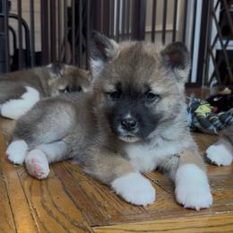 Winter- Girl 2 - Red, black overlay female Akita puppy in Coopersburg, Pennsylvania from Main Street Akitas