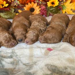 Goldendoodle Puppies from Donnas Deluxe Doodles LLC
