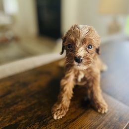 Remi - Red female Cavapoo puppy in Strasburg, Pennsylvania from Still Water Puppies