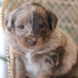 Boss - Brown merle male Aussiedoodle puppy in Crete, Nebraska from Doodles & Co