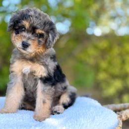 Louie - Merle male Goldendoodle puppy in Highland, Utah from Angel Pups Deluxe
