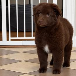 Indy - Red & white female Australian Shepherd puppy in Devine, Texas from Sun Kissed Aussies