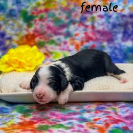Candance - Tri-color female Bernedoodle puppy in Williamson, New York from Lakeside Doodles