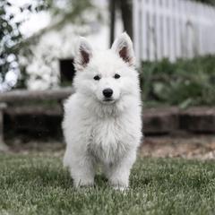 Berger Blanc Suisse and German Shepherd Puppies from Fireside Fernweh