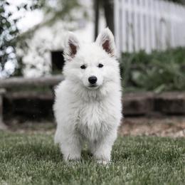 Berger Blanc Suisse and German Shepherd Puppies from Fireside Fernweh