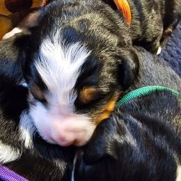 Orange - Black rust and white female Bernese Mountain Dog puppy in Auburn, Washington from MSM Bernese Mountain Dogs