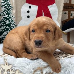 Yellow collar - Yellow female Labrador Retriever puppy in Heath Springs, South Carolina from Rich Hill Retrievers
