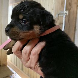 Girl 5 - Black and mahogany female Rottweiler puppy in Cartersville, Virginia from Vom Heldenhaft Rottweilers