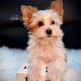 Parti' girl - Parti female Yorkshire Terrier puppy in Machesney Park, Illinois from Three Yorkie Family