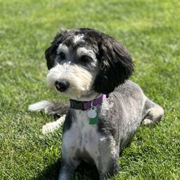 Nola - Bernedoodle