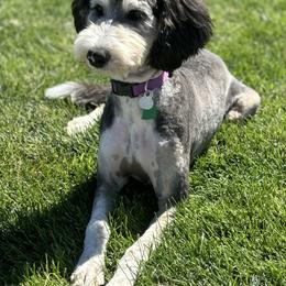 Nola - Bernedoodle