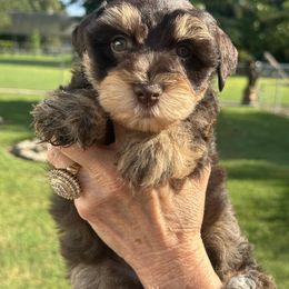 Biscotti - Liver male Miniature Schnauzer puppy in Newton, Alabama from Grace’s Schnauzers Paradise USA