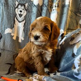 Tony Lama - Apricot male Goldendoodle puppy in Chino Valley, Arizona from Bass Creek Doodles
