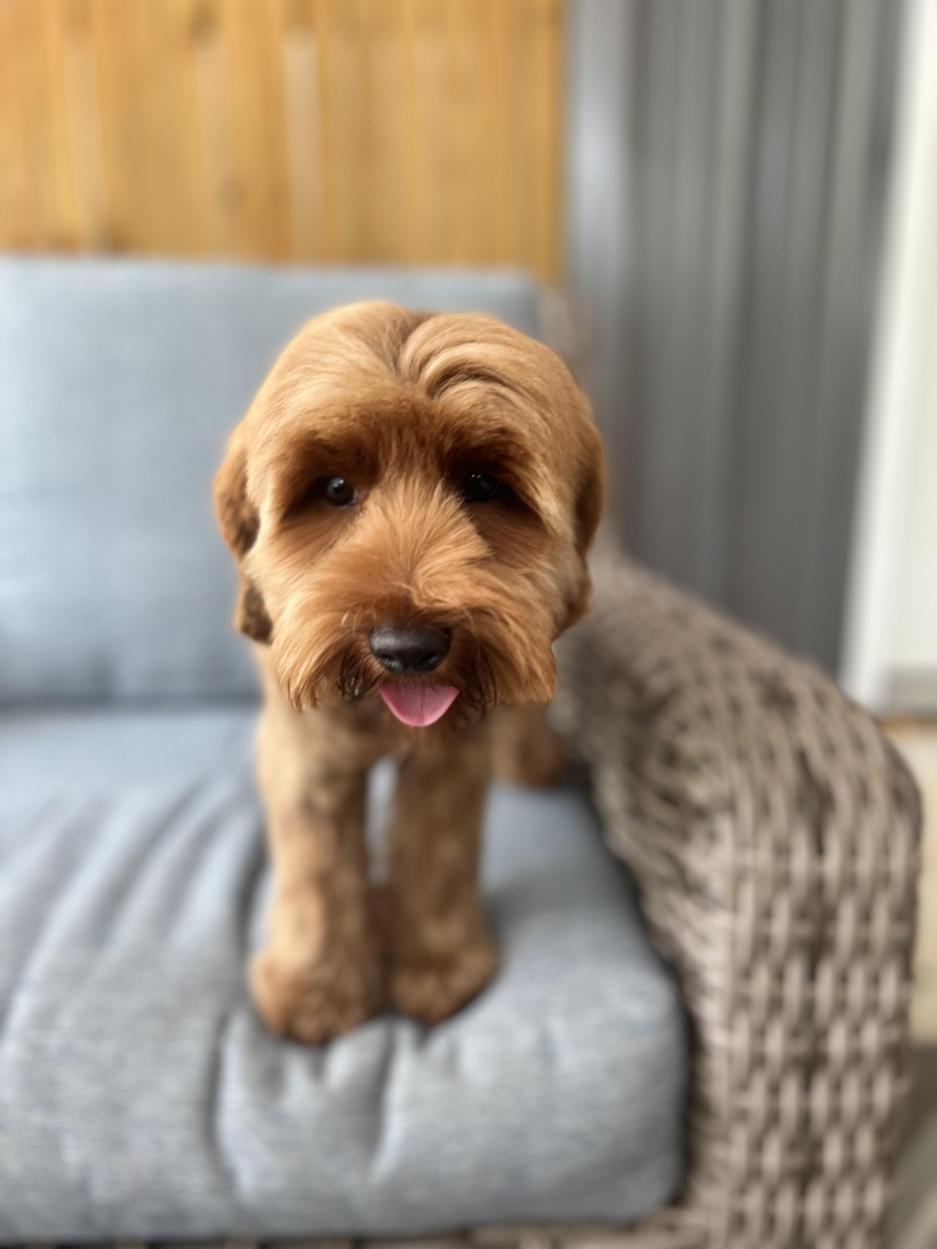 Ginger