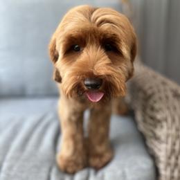 Ginger - Australian Labradoodle