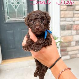 Soul Ties - Chocolate male Goldendoodle puppy in Middletown, Ohio from Lady Doodle Farm