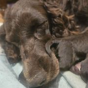 Female 3 flat coat - Brown female Boykin Spaniel puppy in Jesup, Georgia from 31 Pines Kennels