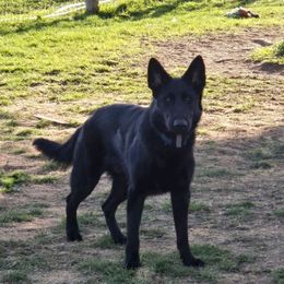 Boy 1 - Black German Shepherd puppy in Wellington, Colorado from Altvater German Shepherds