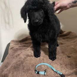 Poodle Puppies from Desert Diamond Poodles