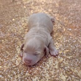 Dachshund Puppies from Lovelaced Pups