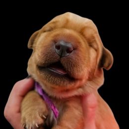 Monica - Yellow female Labrador Retriever puppy in Sidney, Nebraska from Nebraska Strong Labradors