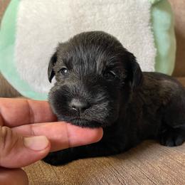 Mojave (Turquoise Collar) - Black female Miniature Schnauzer puppy in San Diego, California from KMS-Miniature Schnauzers