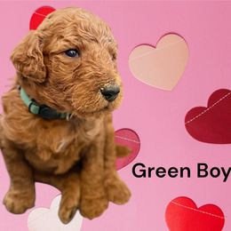Boy 3 - Poodle puppy from Sunshine Red Standard Poodles