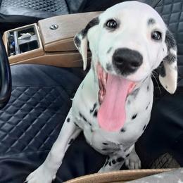 Boy 3 - male Dalmatian puppy in Owosso, Michigan from Dreammaker Dalmatians