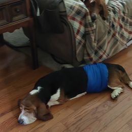 "Gargamel and Cinnamon " Basset Hound Puppies from Out Law Hounds Den