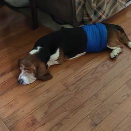 "Gargamel and Cinnamon " Basset Hound Puppies from Out Law Hounds Den