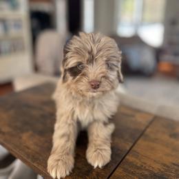 Bell - Brown merle female Aussiedoodle puppy in Strasburg, Pennsylvania from Still Water Puppies