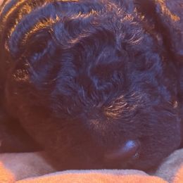 Puppy 2 - Black female Poodle puppy in Bremen, Georgia from Kelley’s Poodle Patch