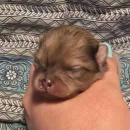 Cho merle - Chocolate merle male Pomeranian puppy in Bloomingdale, New Jersey from Bella Luna Pomeranians