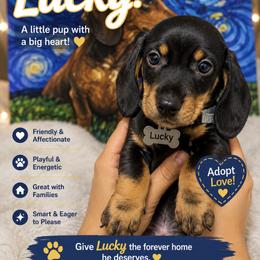 Lucky - Black and tan male Dachshund puppy in New York, New York from Sausagedog-NYC
