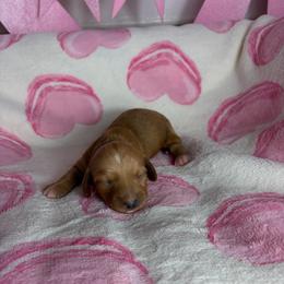 Candy - Wheaten female Dachshund puppy in Lake City, Florida from My Ditzy Doxies of Florida