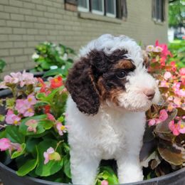 Casey - Brown white and tan male Cockapoo puppy in Missouri from KDK Missouri Miniature Poodles