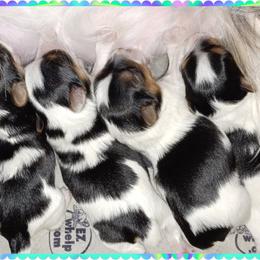 Yorkshire Terrier Puppies from Schultz Yorkies byGrace