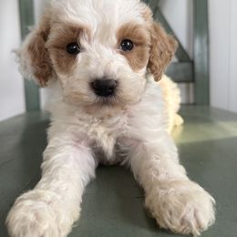 Light blue - Parti male Goldendoodle puppy in Ruthorfordton, North Carolina from Duncan Doodles Goldendoodles