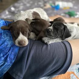 German Shorthaired Pointer Puppies from Thunder Mountain Gun Dogs