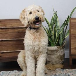 Goldendoodles and Poodles from Posh Poodles and Doodles