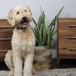 Goldendoodles and Poodles from Posh Poodles and Doodles