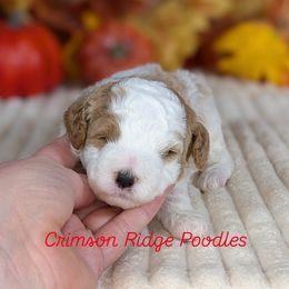 Red Boy - Parti male Poodle puppy in St George, Utah from Crimson Ridge Poodles