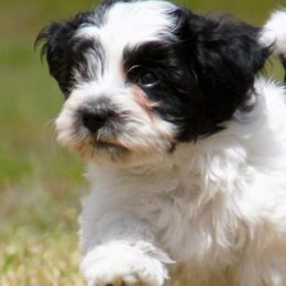 Havanese from Sardi Havanese